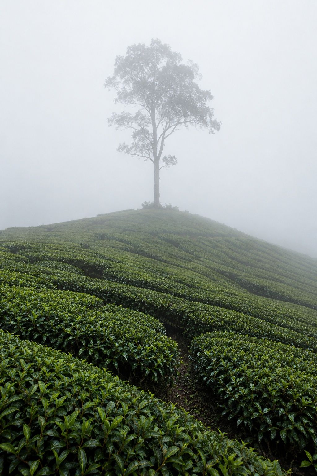A lone tall tree on a tea-covered ridge, almost lost in dense white fog