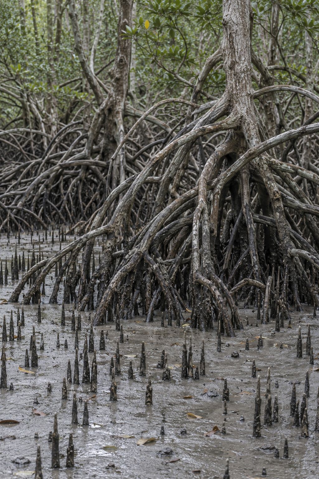 A dense cage of grey mangrove roots rising out of smooth wet mud at low tide